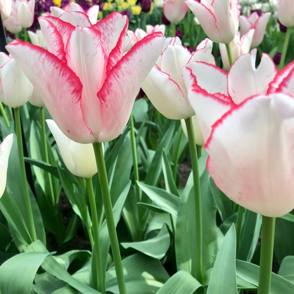 Meet your Posher, Caroline